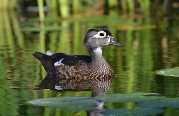 Female Wood Duck - image gratuit #462765 