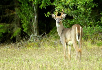 The young white-tailed deer - image #463245 gratis