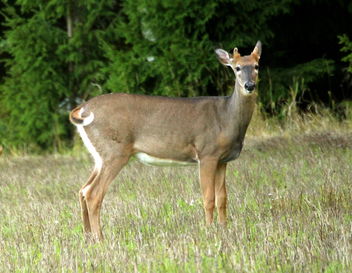 The white-tailed deer - бесплатный image #463255