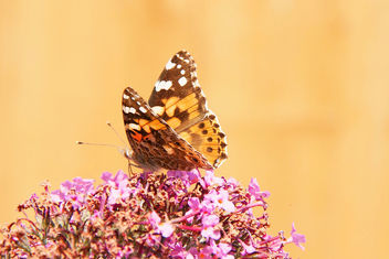 wild garden -butterfly - image #463345 gratis