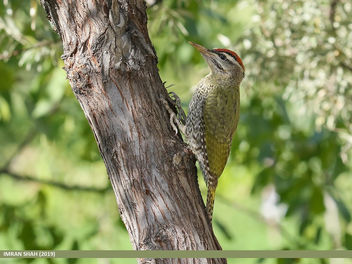 Scaly-bellied Woodpecker (Picus squamatus) - image gratuit #463405 