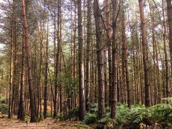 Birches valley, Cannock, England - image gratuit #463525 