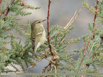 Hume's Warbler (Phylloscopus humei) - Free image #463605