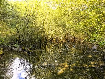 Marsh groves, chase Water, Burntwood - image gratuit #463645 