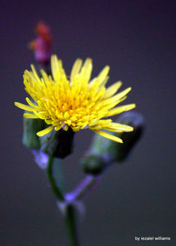 Wildflower by iezalel williams IMG_0792-005 - бесплатный image #463785