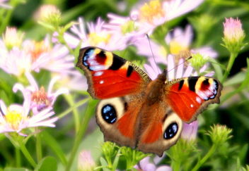 The peacock butterfly - image gratuit #463795 