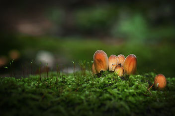 Mushrooms - Kostenloses image #464195