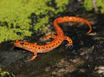 Cave Salamander (Eurycea lucifuga) - image gratuit #464325 