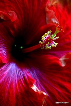 Red Hibiscus by iezalel williams IMG_51091 - image gratuit #464385 