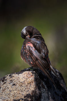 A male black-rosy finch preening himself after taking a bath in a small pool of water on a boulder at 11,000ft. - бесплатный image #464395