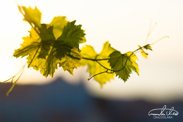 Grape leaves - Free image #464405