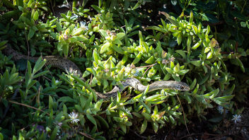 I met.... a spanish snake!!! - image gratuit #464555 