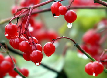 Red and drops - image gratuit #464685 