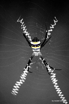 DaR-X Spider Web in Selected colors IMG_9465 - Free image #464715