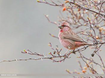 Red-Mantled Rosefinch (Carpodacus rhodochlamys) - бесплатный image #465645