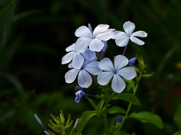 blue jasmines - image #465675 gratis