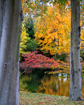Autumn by the Lake! - image gratuit #465845 