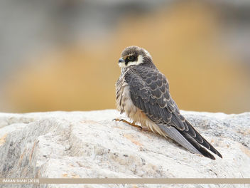 Eurasian Hobby (Falco subbuteo) - бесплатный image #465925