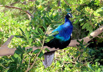 The peacocks on the branch. - image gratuit #465935 