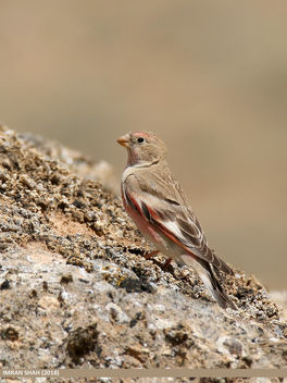 Mongolian Finch (Bucanetes mongolicus) - image gratuit #466025 