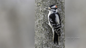 Downy Woodpecker ~ Dryobates pubescens ~ Huron River and Watershed - бесплатный image #466205
