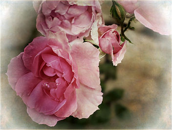 Antique Rose - image gratuit #466375 
