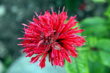 Red beauty in garden - image #466395 gratis