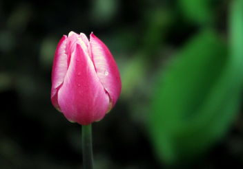 The purple tulip - Free image #466455