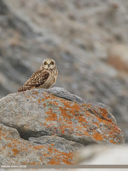 Short-eared Owl (Asio flammeus) - бесплатный image #466505