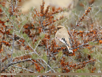 Desert Finch (Rhodospiza obsoleta) - Kostenloses image #466605