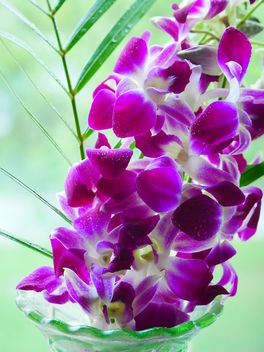 orchid - Kostenloses image #466875