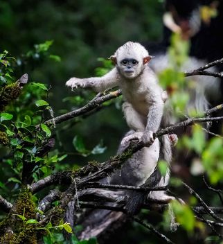 Yunnan Black Snub-nosed Monkey - image gratuit #466975 