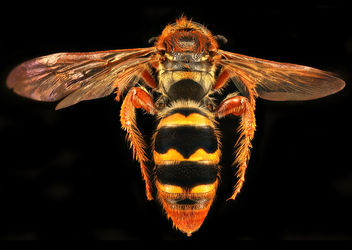 Cool Wasp, back, u, Sierra De Baoruco, Dominican Republic_2019-10-21-16.32.01 ZS PMax UDR - Free image #467275