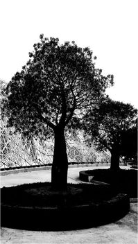 silhouette of trees - image gratuit #467345 