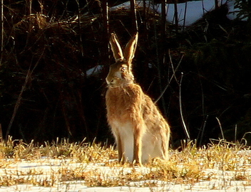 Bown hare - image #467425 gratis