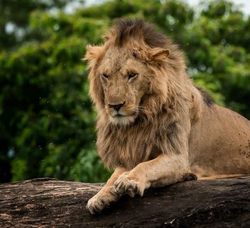 Kidepo Lion - Kostenloses image #467575