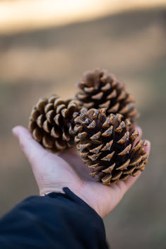 Handful of Pinecones - image gratuit #467725 