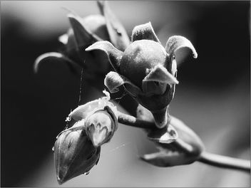 fruit and flower buds - image gratuit #468025 