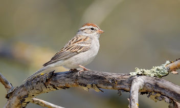 Chipping Sparrow - image gratuit #468075 