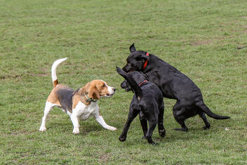 Beagles at play - 16 - image #468185 gratis