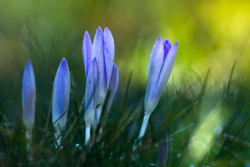 Crocus in the morning - Kostenloses image #468275