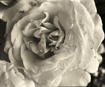 Rose. Plan film 13x18 cm. - Free image #468305