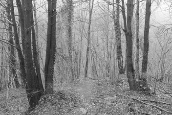Foveon forest. Full resolution. - Free image #468325
