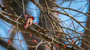 Male Cardinal Chilling Out in My Maple Tree - image #468375 gratis