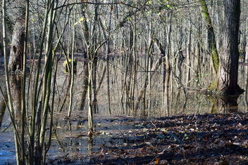 swamp. Best viewed large. - image gratuit #468625 