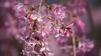 Pretty Blossoms - Kostenloses image #468875