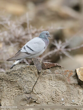 Hill Pigeon (Columba rupestris) - Free image #468885