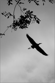 Heron silhouette - Kostenloses image #468955