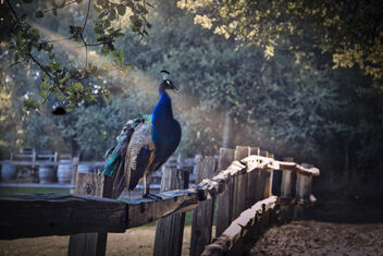 peacock on a fence - image gratuit #469105 
