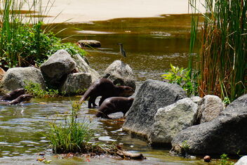 otters in water - image gratuit #469115 